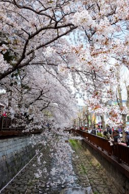 Cherry blossoms in Busan, Korea