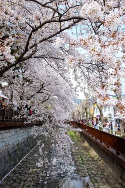 Cherry blossoms in Busan, Korea