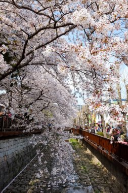 Cherry blossoms in Busan, Korea