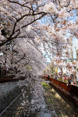 Cherry blossoms in Busan, Korea