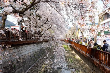 Cherry blossoms in Busan, Korea