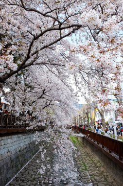 Cherry blossoms in Busan, Korea