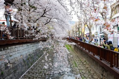 Cherry blossoms in Busan, Korea