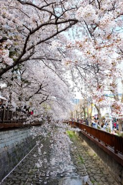 Cherry blossoms in Busan, Korea