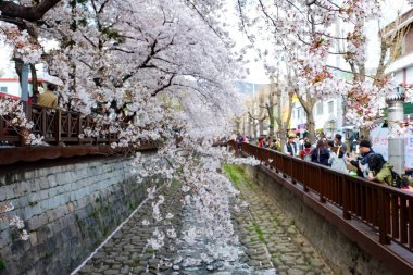 Cherry blossoms in Busan, Korea