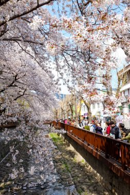 Cherry blossoms in Busan, Korea