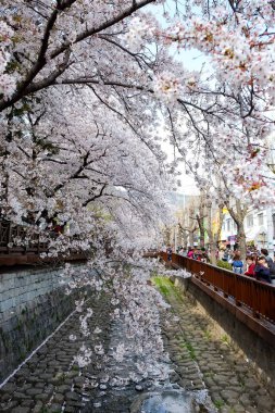 Cherry blossoms in Busan, Korea