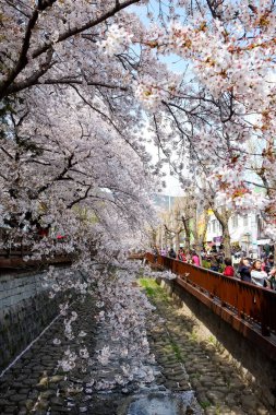 Cherry blossoms in Busan, Korea