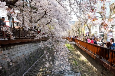 Cherry blossoms in Busan, Korea
