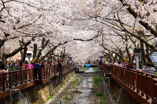 Цвіт Вишневого Цвіту Пусані Корея — стокове фото