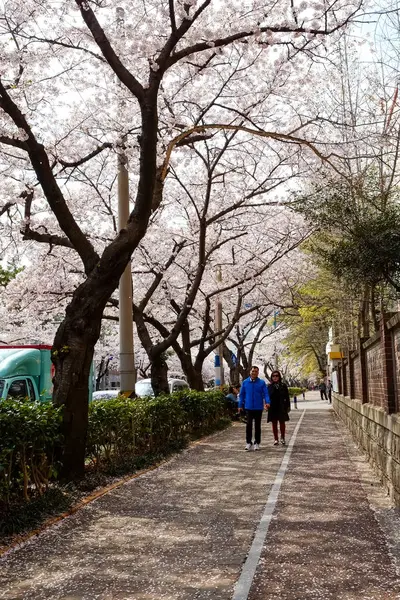 Cherry Blossoms Busan Korea — Stok fotoğraf