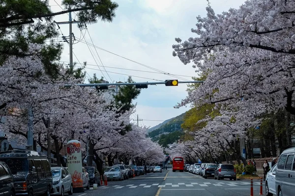 Fleurs Cerisier Busan Corée — Photo