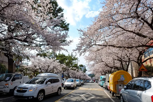 Fiori Ciliegio Busan Corea — Foto Stock