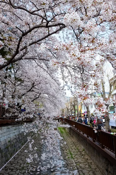 Cherry blossoms in Busan, Korea