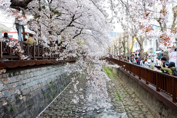 Cherry Blossoms Busan Korea — Stok fotoğraf