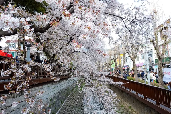 Цвіт Вишневого Цвіту Пусані Корея — стокове фото