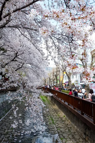 Kirschblüten Busan Korea — Stockfoto
