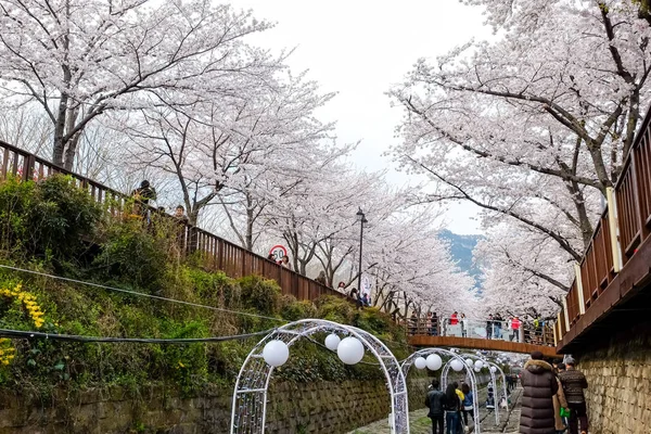 Cseresznyevirágok Busanban Koreában — Stock Fotó