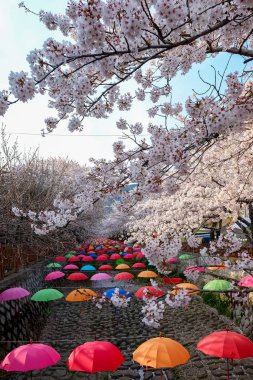 Cherry blossoms in Busan, Korea