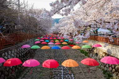 Cherry blossoms in Busan, Korea