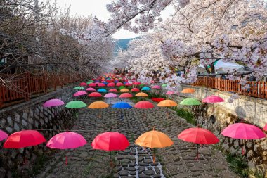 Cherry blossoms in Busan, Korea