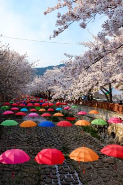 Cherry blossoms in Busan, Korea
