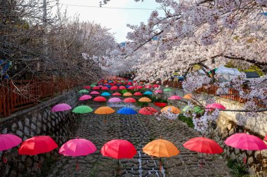 Cherry blossoms in Busan, Korea