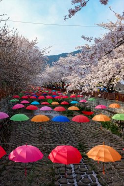 Cherry blossoms in Busan, Korea