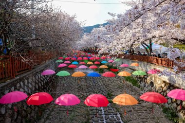 Cherry blossoms in Busan, Korea