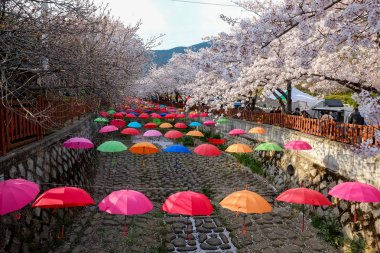 Cherry blossoms in Busan, Korea