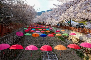 Cherry blossoms in Busan, Korea