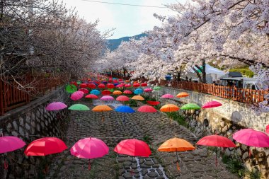 Cherry blossoms in Busan, Korea