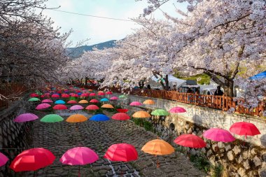 Cherry blossoms in Busan, Korea