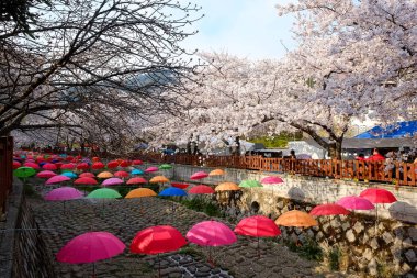 Cherry blossoms in Busan, Korea