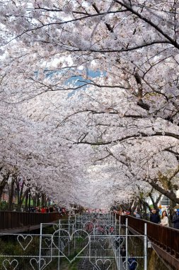 Cherry blossoms in Busan, Korea