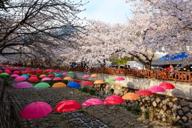 Cherry blossoms in Busan, Korea