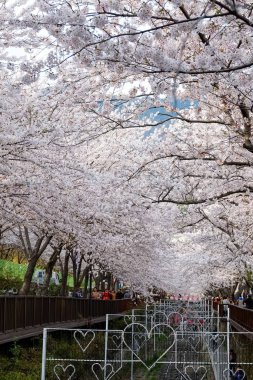 Cherry blossoms in Busan, Korea