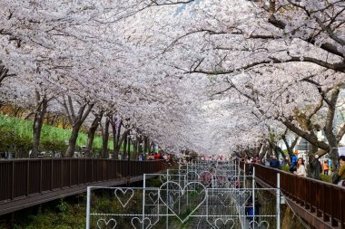 Cherry blossoms in Busan, Korea