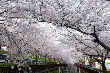 Cherry blossoms in Busan, Korea