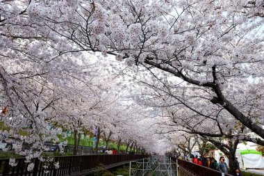 Cherry blossoms in Busan, Korea