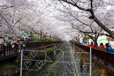 Cherry blossoms in Busan, Korea