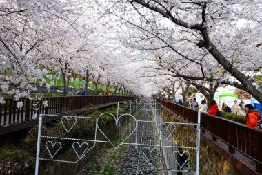 Cherry blossoms in Busan, Korea
