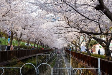 Cherry blossoms in Busan, Korea