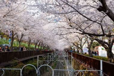 Cherry blossoms in Busan, Korea