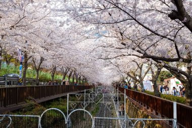 Cherry blossoms in Busan, Korea