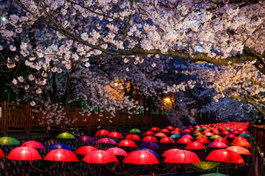 Cherry blossoms in Busan, Korea