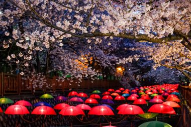 Cherry blossoms in Busan, Korea