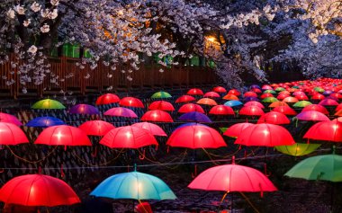 Cherry blossoms in Busan, Korea