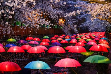 Cherry blossoms in Busan, Korea