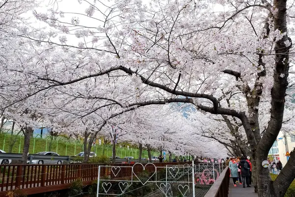 Cherry Blossoms Busan Korea — Stok fotoğraf